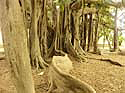 Wurzelbaum- Palermo- Botanischer Garten- März 2004